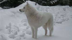 Check spelling or type a new query. 15 Facts About The Stunning White Husky Barking Royalty