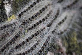 diese gift raupe breitet sich gerade in deutschland aus in letzter zeit wird immer wieder uber eichenprozessionsspinner berichtet die r eichenprozessionsspinner insekten und raupe