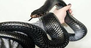 الثعبان الأسود في المنام لابن سيرين معلومة ثقافية