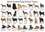 Guard Dog Breeds - Best Family Guard Dogs