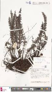 Image result for Aleuritopteris welwitschii