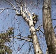 Care of photinia fraseri shrubs. Fraser Tree Care 752 Green Mountain Rd E Stoney Creek On