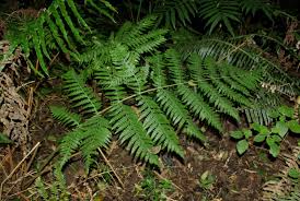 Image result for Blotiella bouxiniana