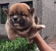 If you are unable to find your akita puppy in our puppy for sale or dog for sale sections, please consider looking thru thousands of akita dogs for adoption. Akita Puppy Swimming Through The Air Boing Boing