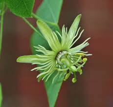 From florence to charleston, your nc recipient with love your thoughtful gift. Botany Nerd North Carolina Passiflora Species