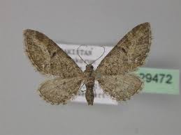 Image result for Eupithecia actaeata