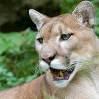 Check spelling or type a new query. Florida Wild Cats Struggle To Walk Due To Unknown Disorder The Scientist Magazine