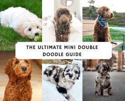 The australian shepherd goldendoodle mix is just the latest evolution in modern hybrid dog breeding. The Ultimate Double Doodle Guide 2021 We Love Doodles