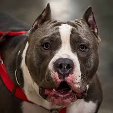 Maybe you would like to learn more about one of these? The Truth About The American Bully K9 Web