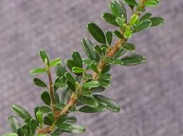 Image result for Cotoneaster microphyllus