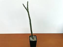 Image result for Macrotyloma daltonii