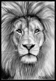 Animal Pencil Drawing 2 Pencil Drawings Of Animals Realistic Animal Drawings Lion Art