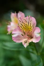 How do you pick the right type of flowers for your needs? A Z Different Types Of Flowers 2020 Buying Guide The Florist Guide