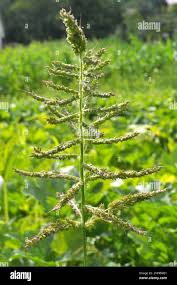 Image result for Carex echinochloe