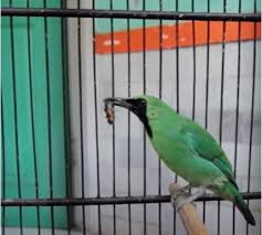 Namun jika sudah mempunyai prestasi atau sudah pernah menang lomab harga nya akan jauh lebih tinggi lagi. Cucak Ijo Kalimantan Dan Banyuwangi Yang Pertama Kali Dapat Kita Amati