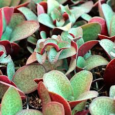 Image result for Multidentia crassa