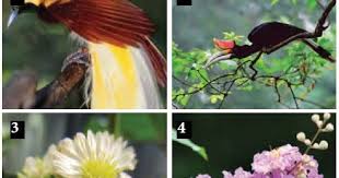 Download Gambar Flora Fauna Dan Alam Benda Lihat Juga Ide Terkait Mengenai Contoh Gambar Flora Fauna Dan Alam Benda Lainnya Dibawah Ini Di 2020 Flora Gambar Sketsa
