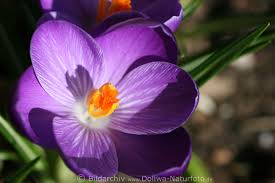 01.04.2019, 01:05 wann blühen krokusse? Krokus Foto Crocus Safran Wildblume Gartenpflanze Lila Violett Blute In Nahbild Fotoarchiv