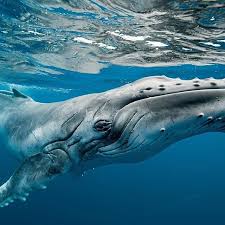 A Baby Humpback Whale Will Consume Around 200 Litres Of Milk Per Day You Can Identify A Feeding Calf Because The Female Hump Humpback Whale Whale Sea Animals