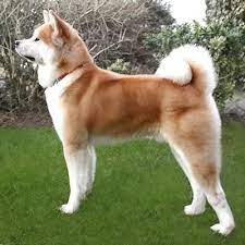Căutați un câine mare, dar doriți ceva diferit? Akita Inu Toate Animalele