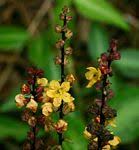 Image result for Melasma calycinum