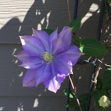 Learn the definition of 'leatherleaf clematis'. Clematis Clematis Leatherflower Leather Flower Old Man S Beard Traveller S Joy Vase Vine Virgin S Bower North Carolina Extension Gardener Plant Toolbox