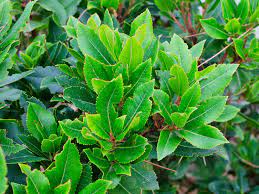 Check spelling or type a new query. I Need A Fast Growing Hedge For Privacy Lovethegarden