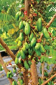 We carry a diverse array of tropical fruit trees for you to enjoy for years to come. Hawaii Tropical Fruit Growers Cultivating Successful Farmers To Feed Our Island