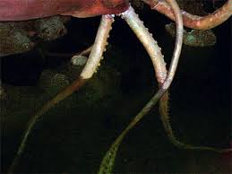 Librivox recording of 20,000 leagues under the seas, by jules verne. Abandoned Squid From Disney S 20 000 Leagues Under The Sea Ride Submergedanimatronic