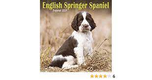 Springer spaniel heute bestellen, versandkostenfrei. English Springer Spaniel Puppies M 2019 Mini Square Amazon De Bucher