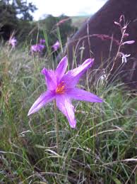 Image result for Dierama parviflorum