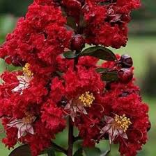 19 results for crape myrtle. Medium 10ft 20ft Crape Myrtles Shop