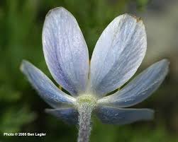 Image result for Vepris drummondii