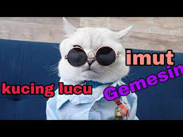 Kucing lucu #kucing ngantuk #kucing begadang #kucing imut video kucing ngantuk berat lucu bikin ngakak guling guling. Download Video Kucing Lucu Bikin Ngakak