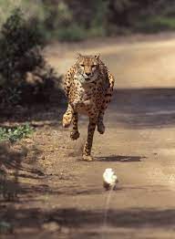 Photos Biggest Fastest Deadliest World S Most Extreme Animals Wild Animal Park Big Animals Animals