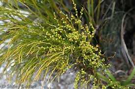 Image result for Psilotum nudum