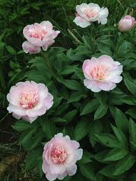 Pin By Kathy Landuyt On Peonies Peonies Peonies Peonies Peonies Garden Beautiful Flowers