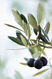 Black Olives On An Olive Bough With Green Leaves Vegetables Photography Olive Tree Plants