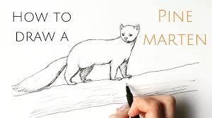 How To Draw A Pine Marten Youtube Faber Castell Pitt Artist Artist Pens Pitt Artist Pens