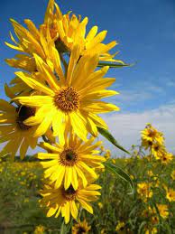 Check spelling or type a new query. September On The Prairie Near Norway Iowa Prairie Tallgrass Prairie Plants