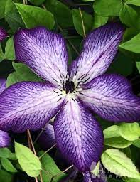 Although rinpoche has ended his journey, i still feel a strong connection and have many personal experiences. Violet Stargazer Clematis Clemtis Viticella Stargazer Purple Clematis
