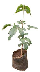 Image result for Polysphaeria multiflora