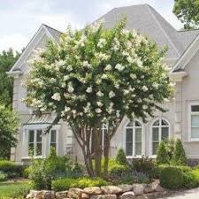 Natchez Crape Myrtle Trees For Sale In 2020 Front Yard Landscaping Design Myrtle Tree Front Garden Landscape