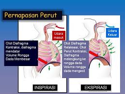 Sedangkan ekspirasi adalah proses pengehembusan atau pengeluaran napas dari dalam tubuh ke luar tubuh. Mekanisme Pernapasan Dada Dan Perut Info Pendidikan Dan Biologi