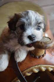 Check spelling or type a new query. About Sweetwood Havanese Oregon City Or Sweetwoodhavanese Com