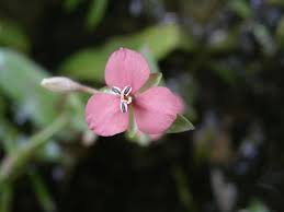 Image result for Murdannia stricta