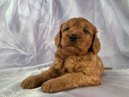 We have been breeding our f1's since 2001 and still love them just as much today! Miniature Goldendoodle Puppies For Sale Breeder In Iowa