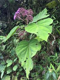 Image result for Bartlettina