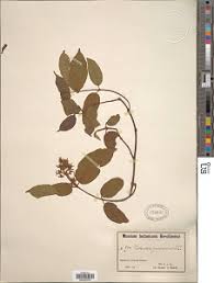 Image result for Motandra paniculata