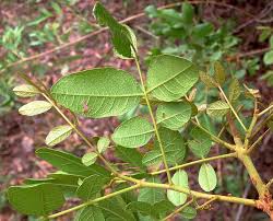 Image result for Zanha africana